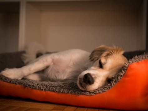 do dogs poop in their sleep|Dogs Sleeping and Pooping: Causes & Solutions